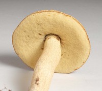 Leccinum rugosiceps image