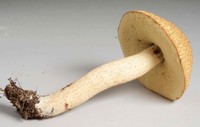 Leccinum rugosiceps image