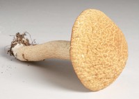 Leccinum rugosiceps image