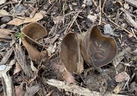 Image of Helvella solitaria