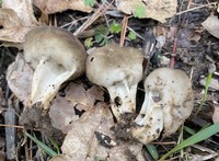 Helvella solitaria image