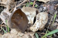 Helvella solitaria image