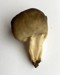 Helvella solitaria image