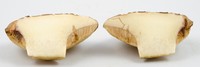 Retiboletus vinaceipes image
