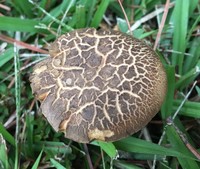 Retiboletus vinaceipes image