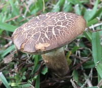 Retiboletus vinaceipes image