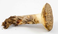 Retiboletus vinaceipes image