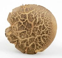 Retiboletus vinaceipes image