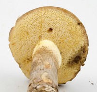 Retiboletus vinaceipes image