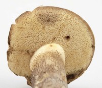 Retiboletus vinaceipes image