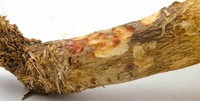 Retiboletus vinaceipes image