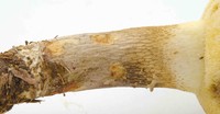 Retiboletus vinaceipes image