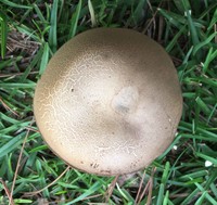 Retiboletus vinaceipes image