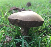 Retiboletus vinaceipes image