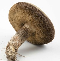 Retiboletus vinaceipes image