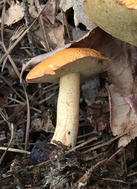 Suillus hirtellus image