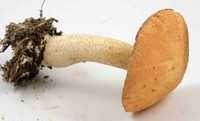 Suillus hirtellus image