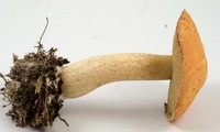 Suillus hirtellus image