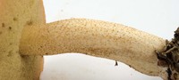 Suillus hirtellus image