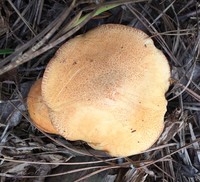 Suillus hirtellus image