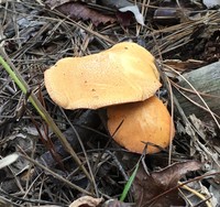 Suillus hirtellus image