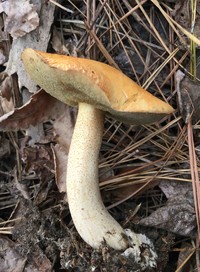 Suillus hirtellus image