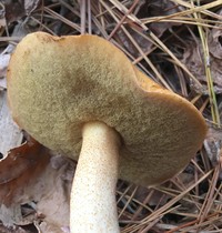 Suillus hirtellus image