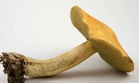 Suillus hirtellus image