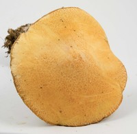 Suillus hirtellus image