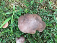 Tylopilus plumbeoviolaceus image
