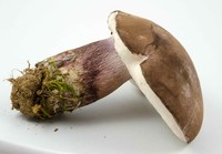 Tylopilus plumbeoviolaceus image