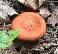 Lactarius peckii image