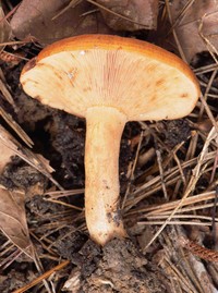 Lactarius peckii image