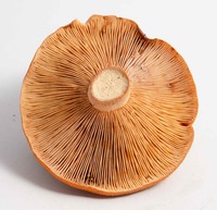 Lactarius peckii image