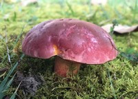 Rubroboletus dupainii image