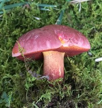 Rubroboletus dupainii image