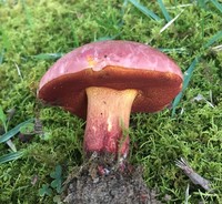 Rubroboletus dupainii image