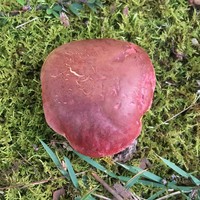 Rubroboletus dupainii image