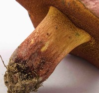 Rubroboletus dupainii image