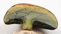 Rubroboletus dupainii image