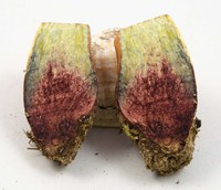 Rubroboletus dupainii image
