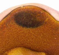 Rubroboletus dupainii image