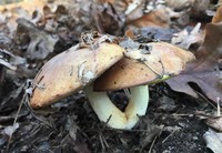 Suillus brevipes image