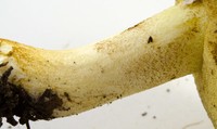 Suillus brevipes image