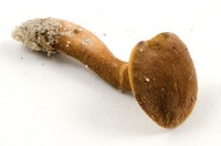 Gyroporus smithii image