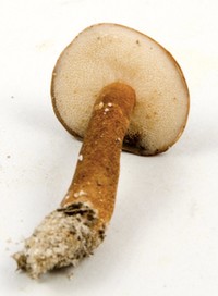 Gyroporus smithii image