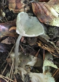 Helvella macropus image