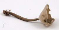 Helvella macropus image