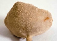 Helvella macropus image