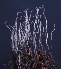 Xylaria liquidambaris image